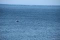 Buckelwale bei der Jagt, beobachtet vom Sandneshamnvegen