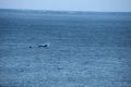 Buckelwale bei der Jagt, beobachtet vom Sandneshamnvegen
