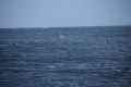 Orcas!!!! Da sind Orcas! -  beobachtet vom Sandneshamnvegen