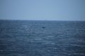Buckelwale beobachtet vom Sandneshamnvegen