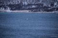 Buckelwale beobachtet vom Sandneshamnvegen